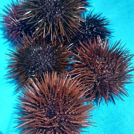 Appartement Tra Mare E Profumi